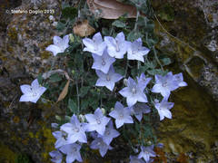 Campanula fragilis cavolinii