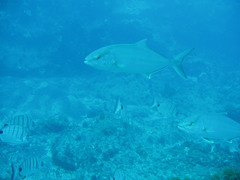 Seriola rivoliana