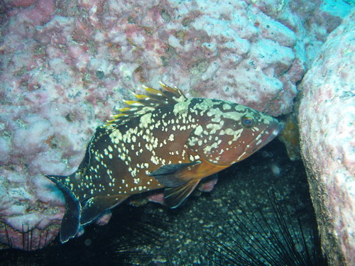 Dusky Grouper