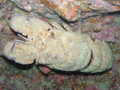 Scyllarides latus