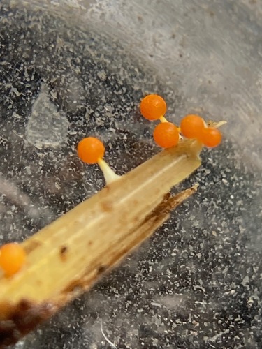 Physarum melleum observed 2023-04-02