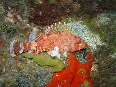 Madeira Rockfish photo 4