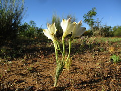 Alstroemeria diluta