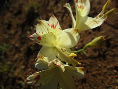 Alstroemeria diluta