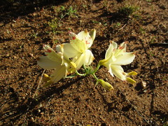 Alstroemeria diluta