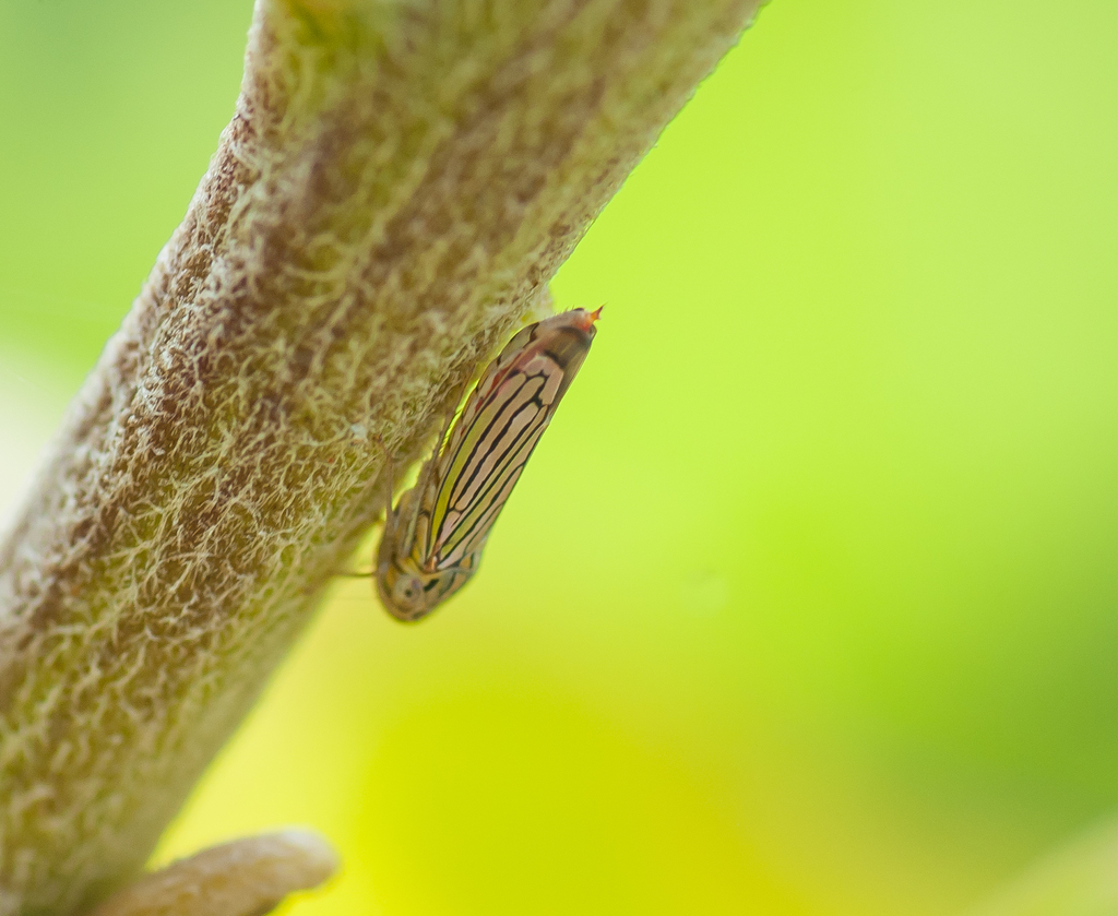 Apogonalia robusta