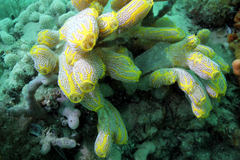 Botrylloides magnicoecus