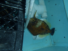 Cantherhines macrocerus