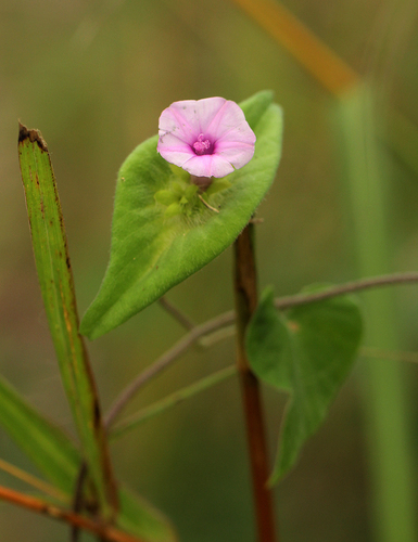 Ipomoea pileata