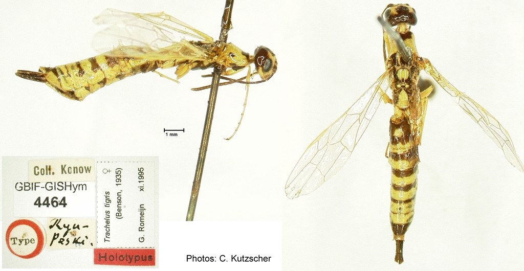 Trachelus tigris