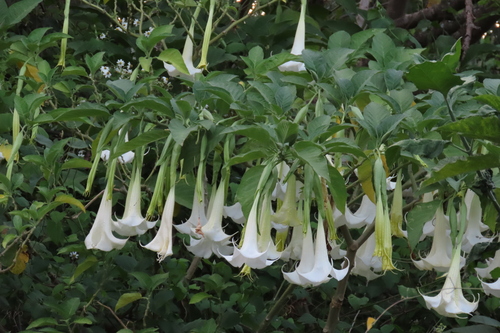 Brugmansia suaveolens