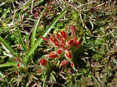 Castilleja moranensis