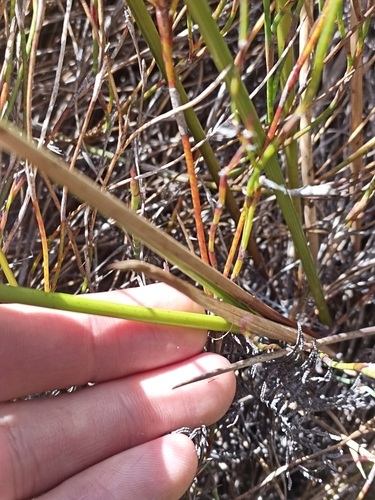 Image of Machaerina teretifolia by (c) Oscar Dove, some rights reserved (CC BY)
