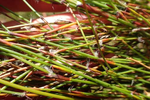 Image of Empodisma robustum by (c) Oscar Dove, some rights reserved (CC BY)