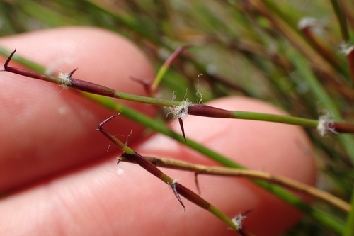 Image of Empodisma robustum by (c) Oscar Dove, some rights reserved (CC BY)