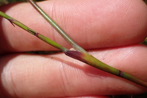 Image of Empodisma robustum by (c) Oscar Dove, some rights reserved (CC BY)