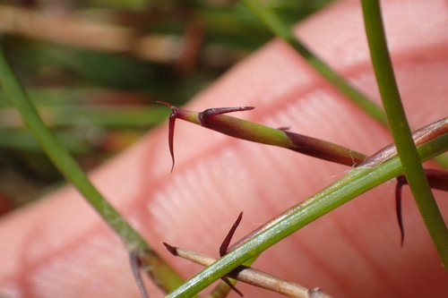 Image of Empodisma robustum by (c) Oscar Dove, some rights reserved (CC BY)