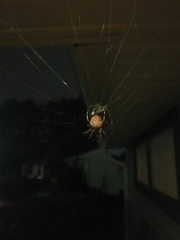 Neoscona crucifera