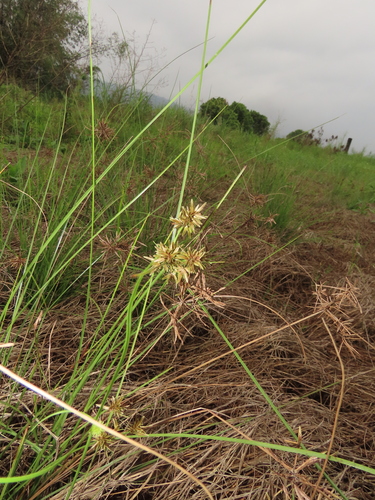 Image of Cyperus flavidus by (c) chiuluan, some rights reserved (CC BY)