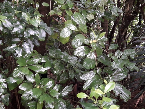 Pennantia endlicheri observed 2023-04-03