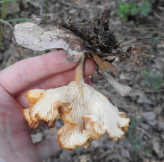 Clitocybe gibba image