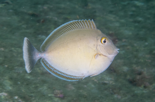 Bluespine Unicornfish