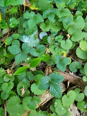 Potentilla indica image