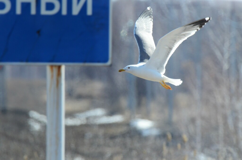 Steppe Gull from Баевский р-н, Алтайский край, Россия on April 1, 2023 ...