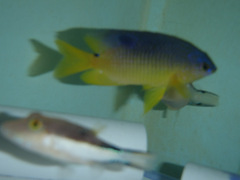 Stegastes xanthurus