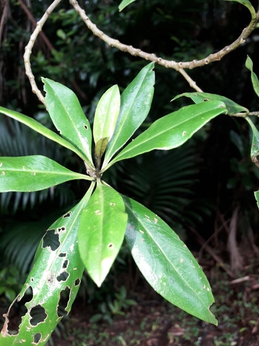 Myoporum obscurum observed 2023-04-03