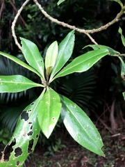 Mallee Boobialla (Myoporum obscurum)