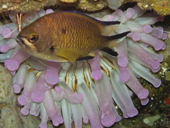 Chromis limbata