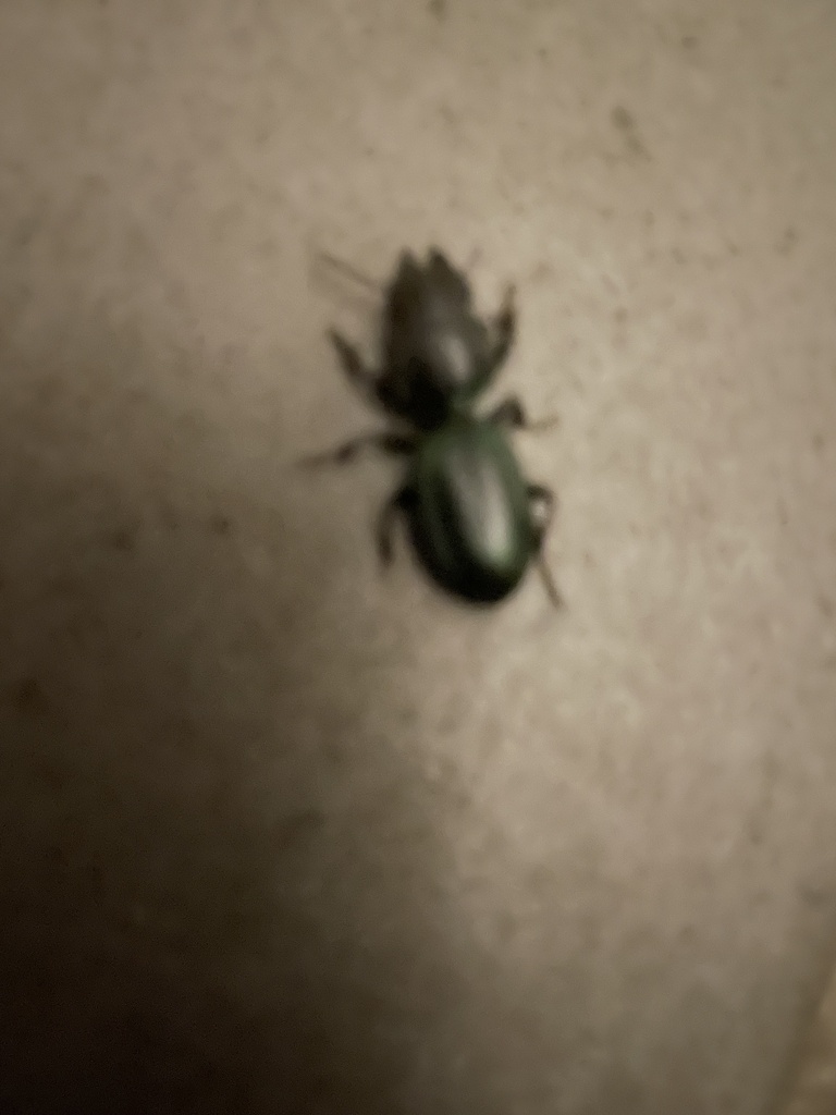 Creobiina from Cotter Reserve, Coree, ACT, AU on March 30, 2023 at 09