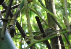 Pheugopedius maculipectus