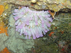 Telmatactis cricoides