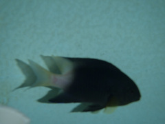 Stegastes partitus