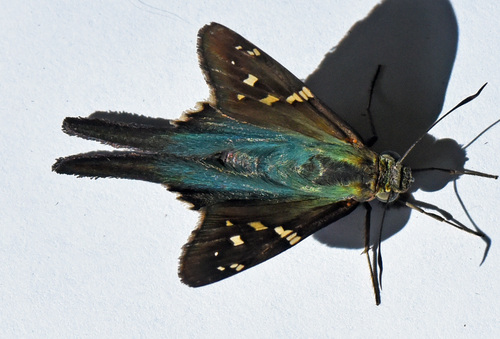 Long-tailed Skipper, North Judson, IN 46366, USA, photo 8 of 10