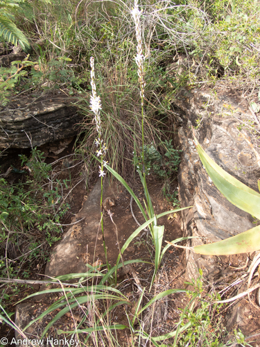 Chlorophytum bowkeri (Chlorophytum bowkeri)