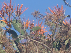 Psittacanthus schiedeanus