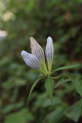 Gentiana villosa