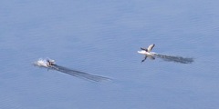 Anser brachyrhynchus
