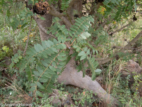 Kirkia wilmsii (Kirkia wilmsii)