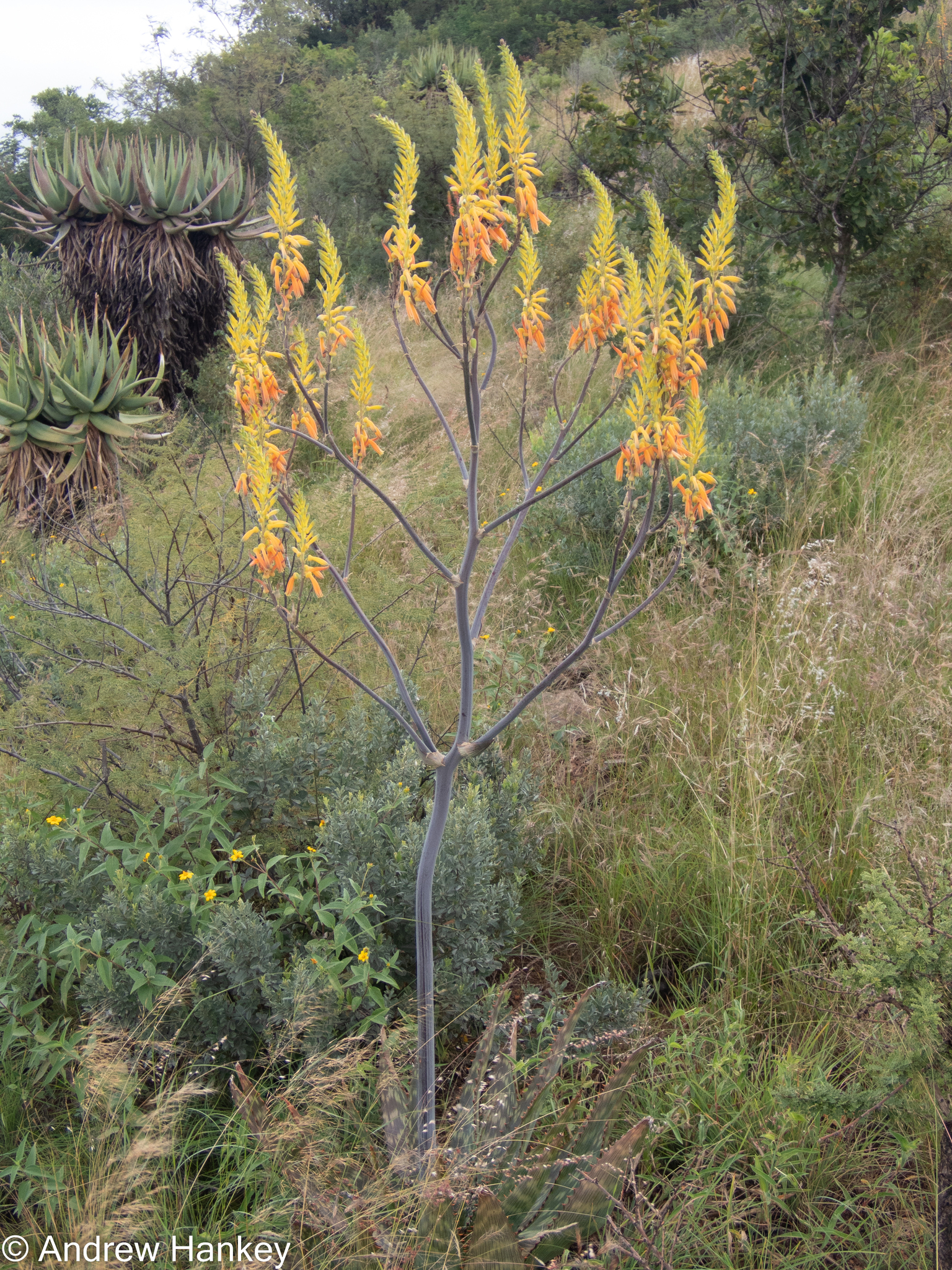 Aloe fosteri