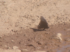 Mimoides thymbraeus aconophos