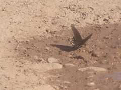 Mimoides thymbraeus aconophos