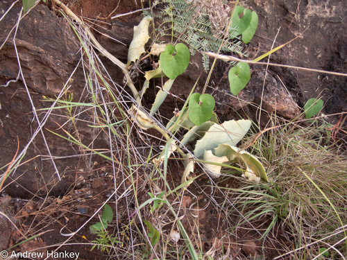 Cyphostemma segmentatum