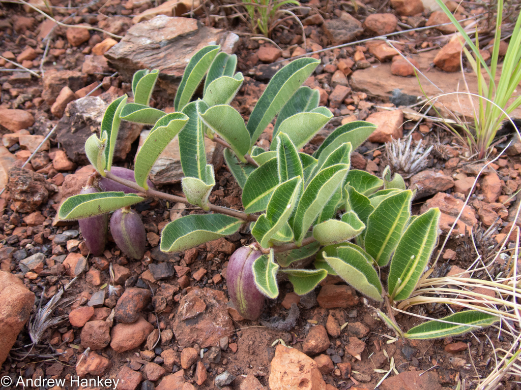 Raphionacme procumbens (E.Mey.) Schltr.