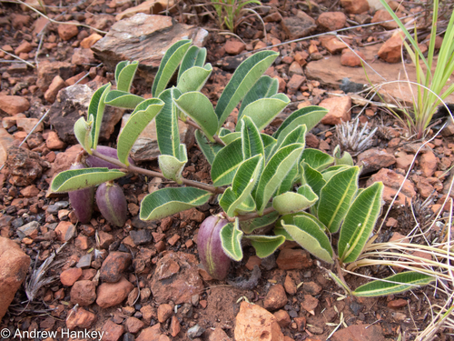 Raphionacme procumbens