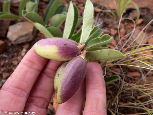 Raphionacme procumbens
