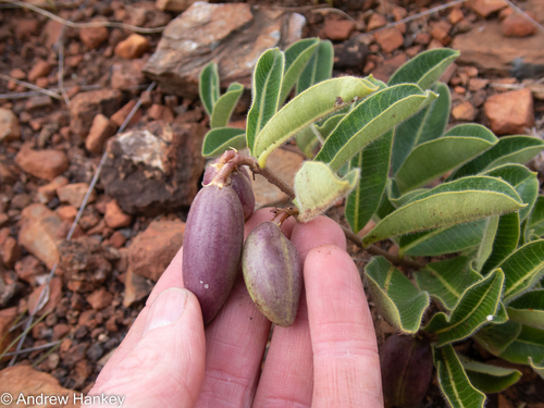 Raphionacme procumbens